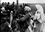 Des femmes passent des vêtements et de la nourriture aux prisonniers par-dessus le fil barbelé dans un camp de rassemblement de prisonniers de guerre. Bely (région de Kalinine). 1942. Archives de l'État russe de documents cinématographiques et photographiques (RGAKFD) / Op. 2, N° 46, sn. 22
