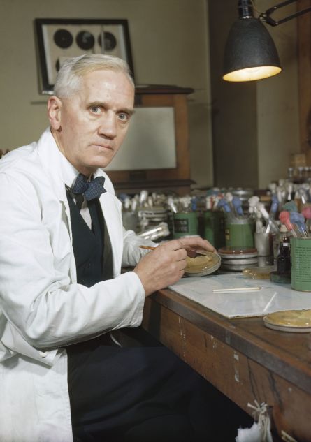 Le professeur Alexander Fleming, créateur de la pénicilline, dans son laboratoire, Londres, 1943.