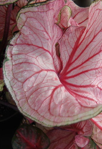 Caladium bicolor